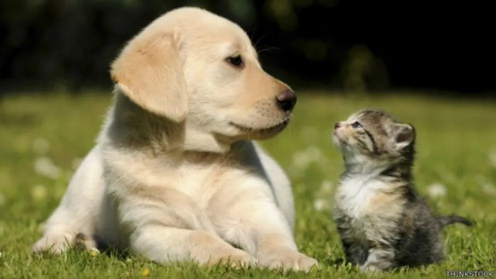 Increíble: usarán la inteligencia artificial para entender lo que dicen los animales