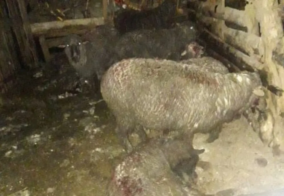 Feroz ataque de perros a un criadero de ovejas 