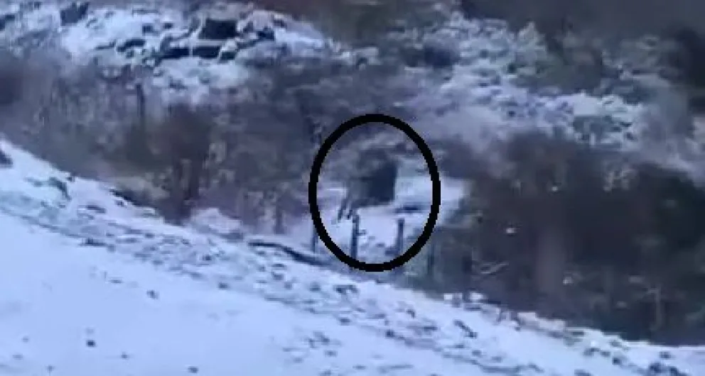 Video: Captan a un puma corriendo a la vera de la ruta 