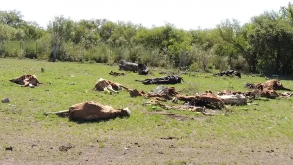 VIDEO: conmoción por la muerte de cientos de vacas por intoxicación
