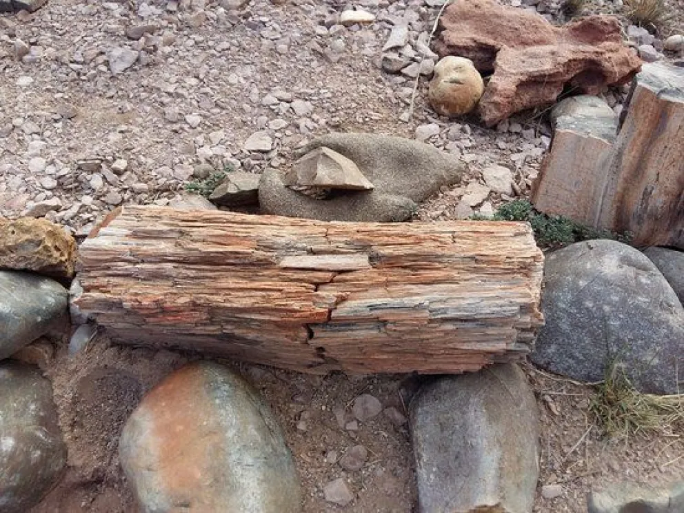 Cumplió 120 horas de trabajo en el Museo Paleontológico por ofrecer fósiles en Facebook