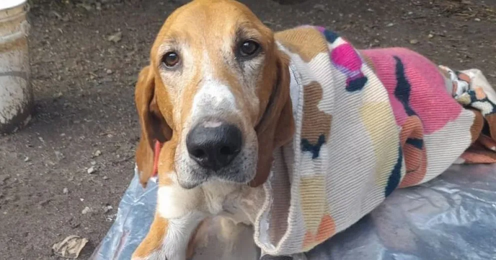 Un perro fue atropellado y abandonado, gracias a muchas voluntades se está recuperando