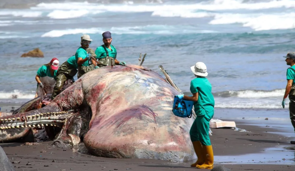 Le realizó una autopsia a una ballena encallada y en su interior encontró un valiosísimo tesoro