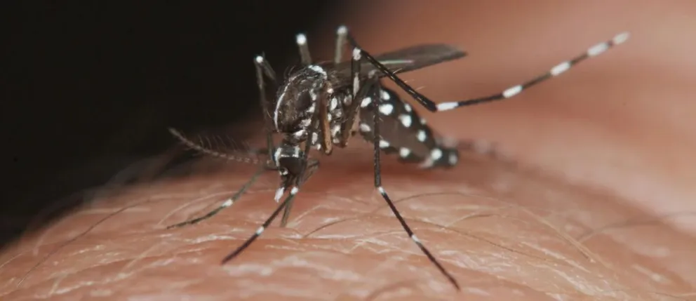 La OMS advierte que el dengue se expande en Europa debido al calor extremo