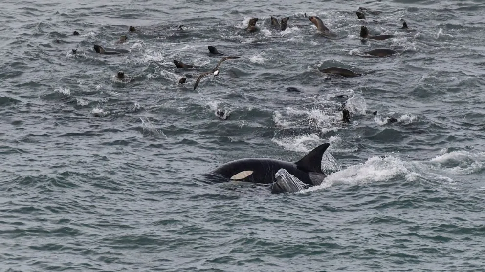 Las orcas tuvieron el menú servido en La Lobería con gran cantidad de espectadores
