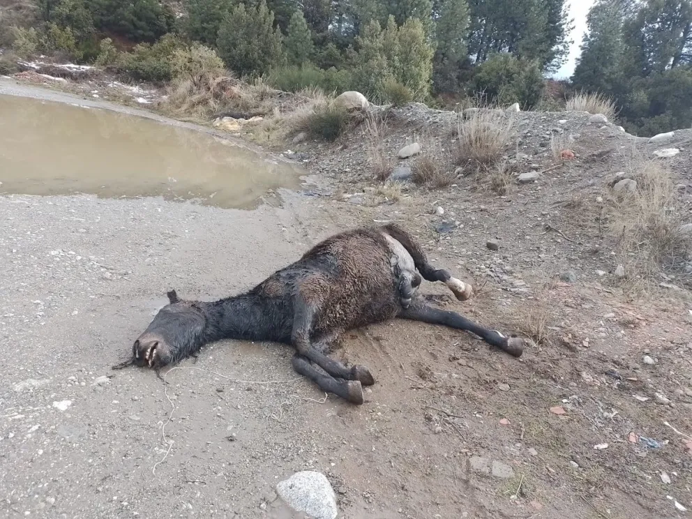 Preocupa la aparición de caballos sin vida en distintas zonas de Bariloche