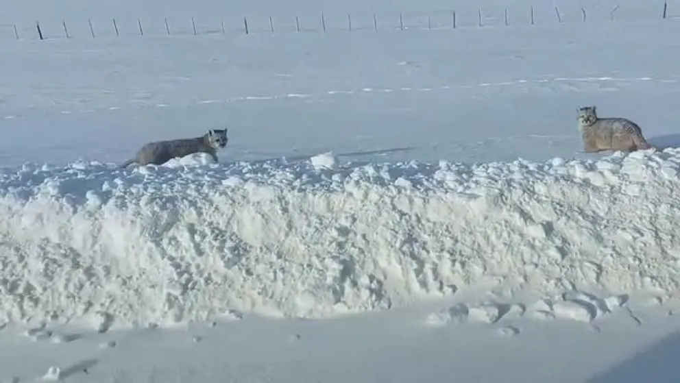 Turista "superfeliz" al poder filmar a una puma y sus cachorros