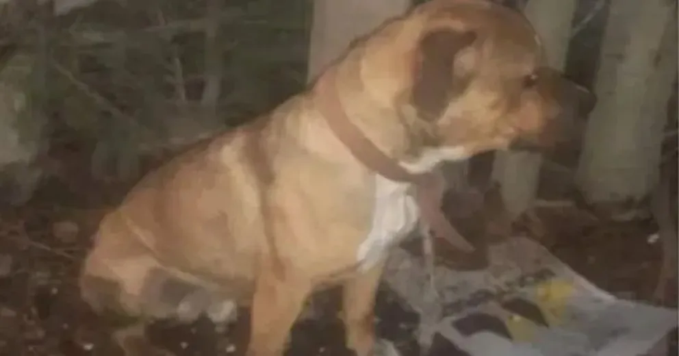 Capturaron un perro “agresivo” y el dueño debe pagar una multa para recuperarlo