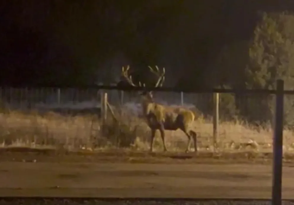Video: Un ciervo colorado en el Este de la ciudad