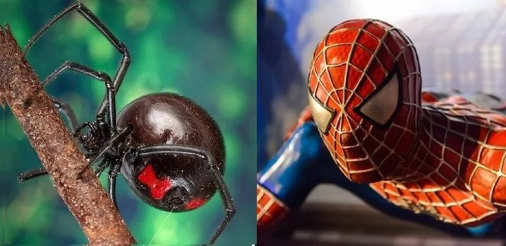 Nene de 8 años se hizo picar por una viuda negra para convertirse en "Spiderman" y terminó hospitalizado