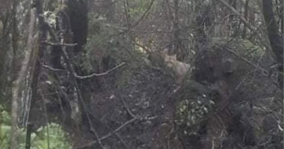 Recorriendo un sendero se cruzó con un zorro colorado