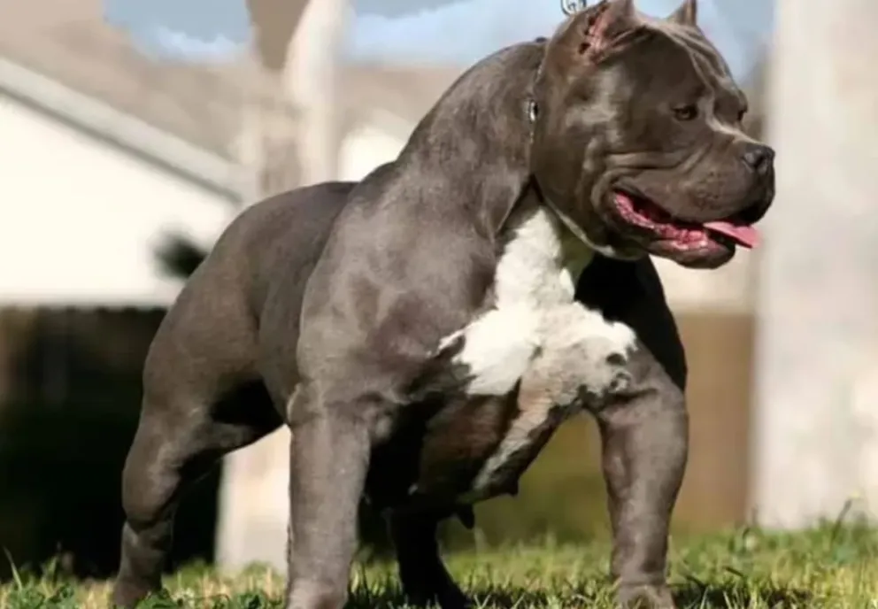 Salvaje ataque de un pitbull y su dueña a una embarazada 