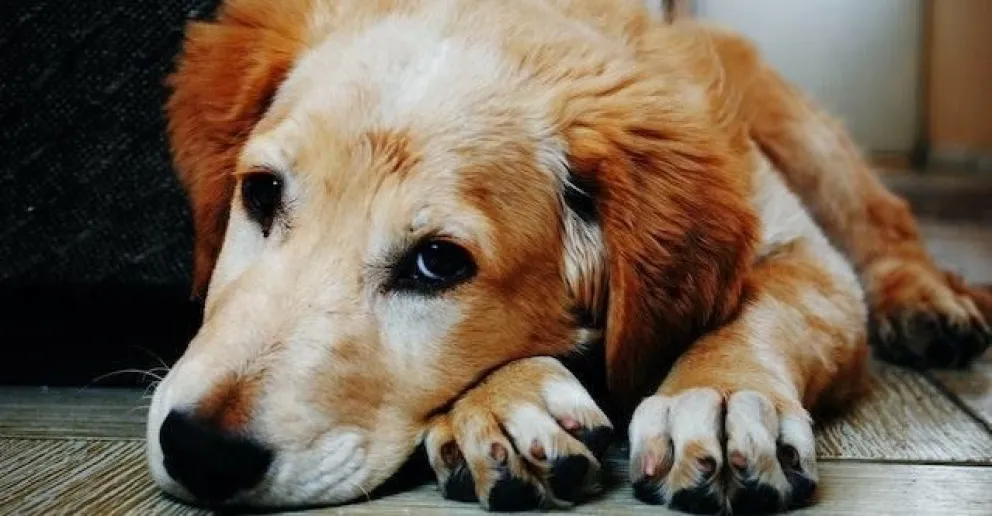 Descubren que los perros tienen habilidad para detectar a personas no confiables
