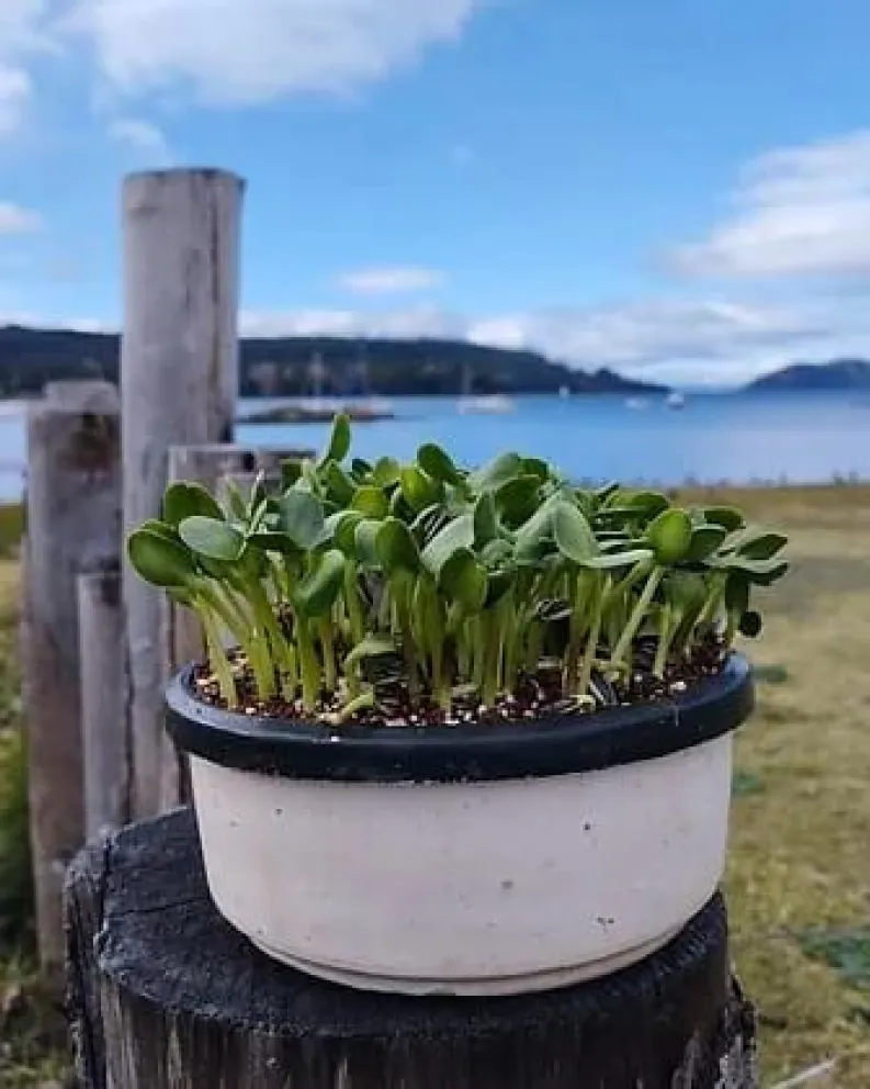 Producción de alimento orgánico en el programa “Emprendedores de Río Negro”