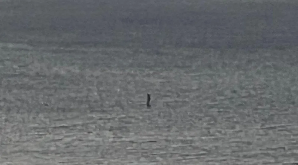 El Nahuelito, un mito que persiste a lo largo de los años 