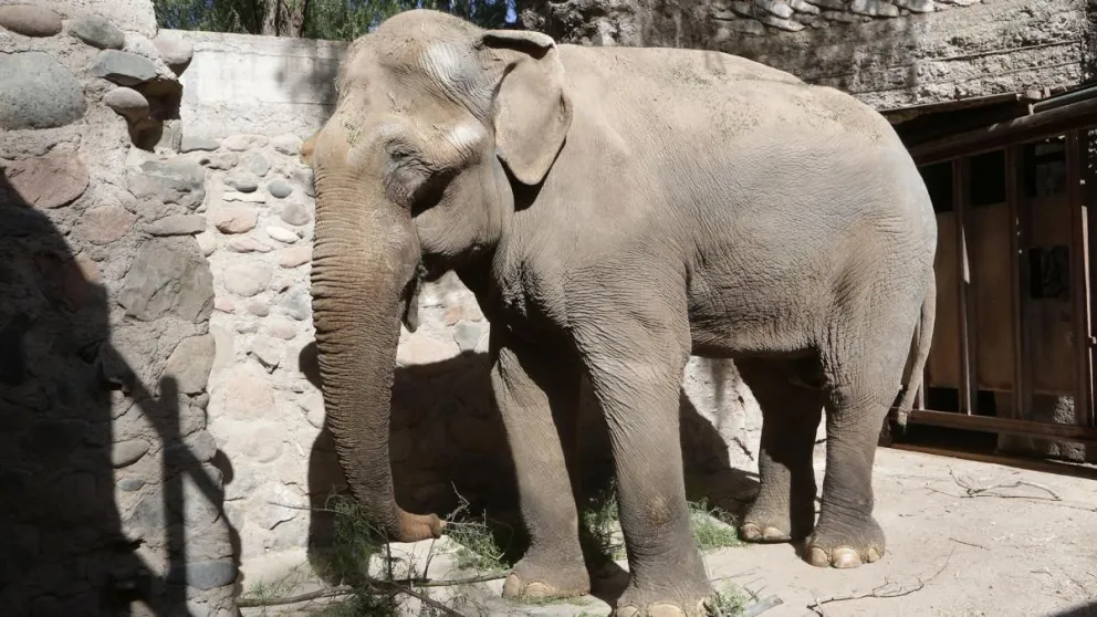 El último elefante cautivo en el país será trasladado al santuario de Brasil