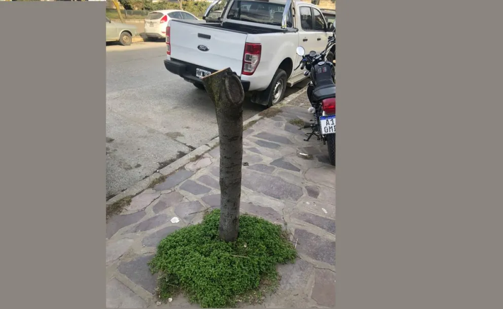 Denuncia de una vecina por "el desastre" que hicieron en la poda de árboles en Bariloche