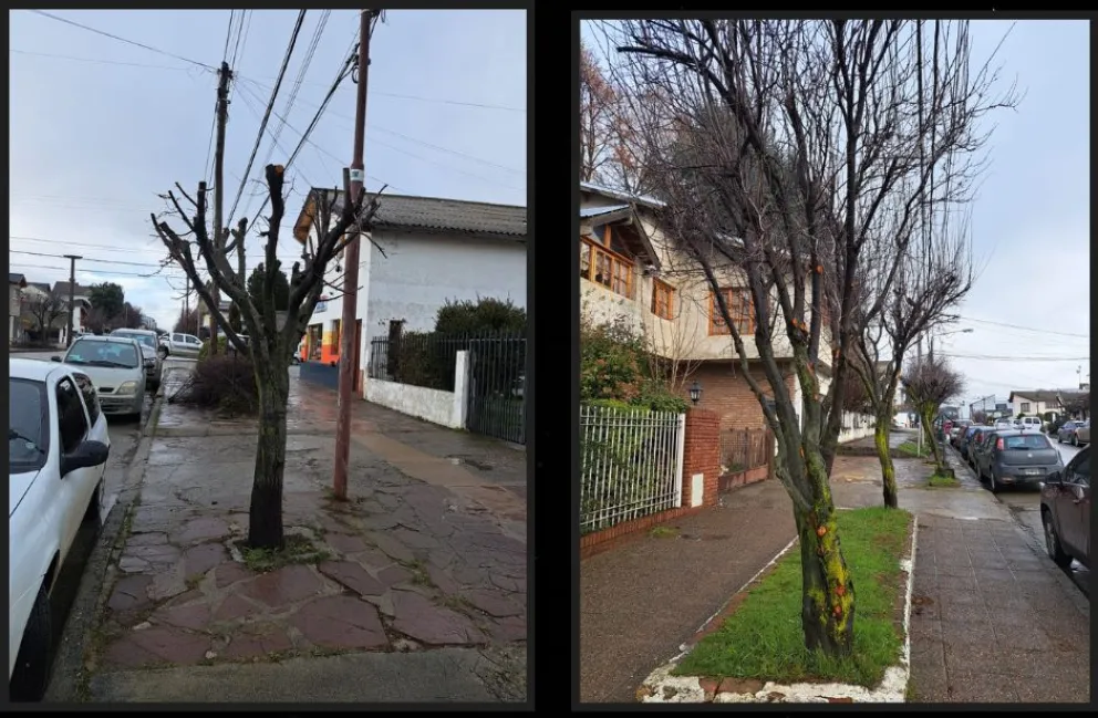 Desde Parques y Jardines aclararon que los "cortes" de árboles fueron realizados por particulares y frentistas