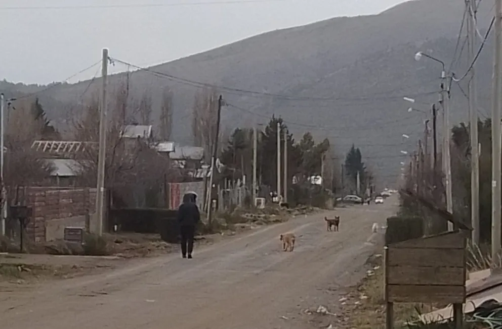 Aumenta el miedo de los vecinos por los perros sueltos en El Frutillar: "Ya no se puede ni caminar"