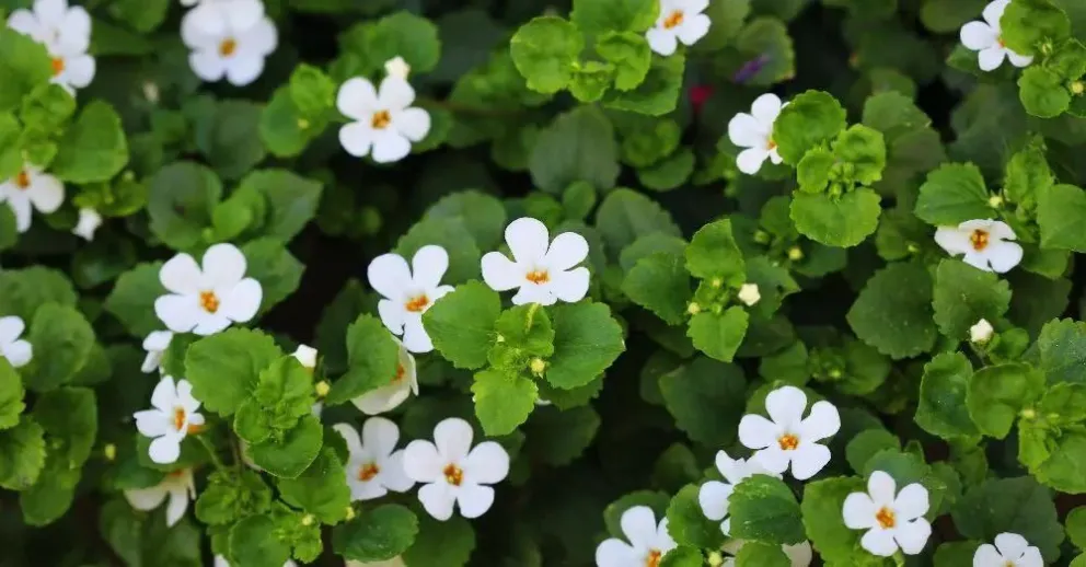 Descubren planta que reduce neurosis y ansiedad de forma natural