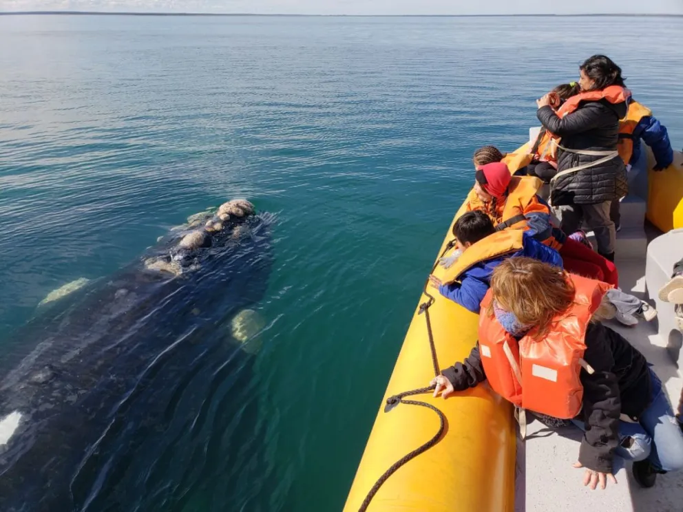 Las Grutas: Se inicia la temporada de avistaje de fauna marina 