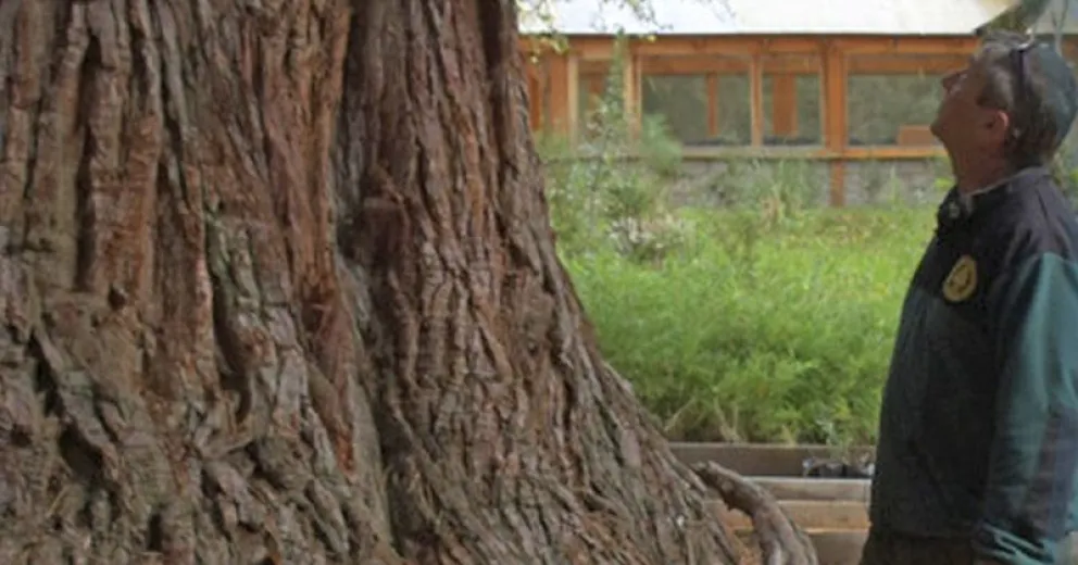 Hoy es el Día del Ingeniero Forestal, protectores y restauradores de nuestros bosques