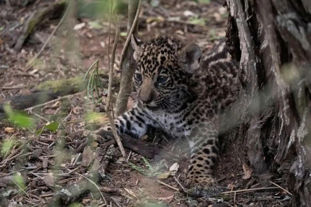 Crecen las esperanzas para la conservación del yaguareté: 16 cachorros nacieron en Corrientes 