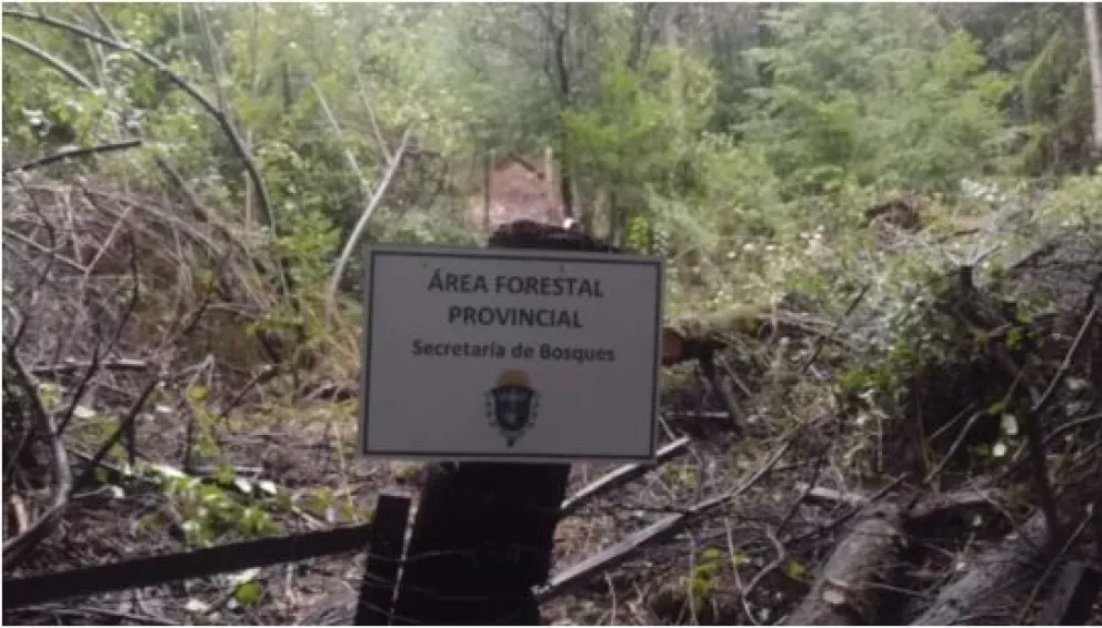 Desarticulan una ocupación ilegal en la Reserva Forestal Cerro Currumahuida