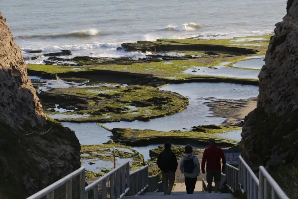 Secretaría de Ambiente restringió acceso a la playa por aparición de un lobo con gripe aviar