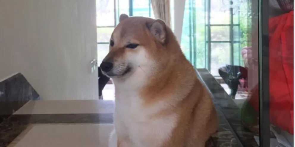 Murió Cheems, el perrito más viral de internet