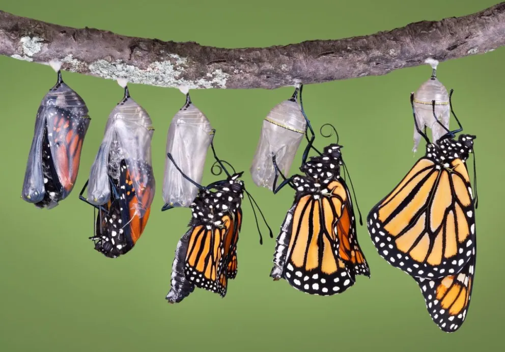 Lanzan concurso de videos cortos sobre insectos