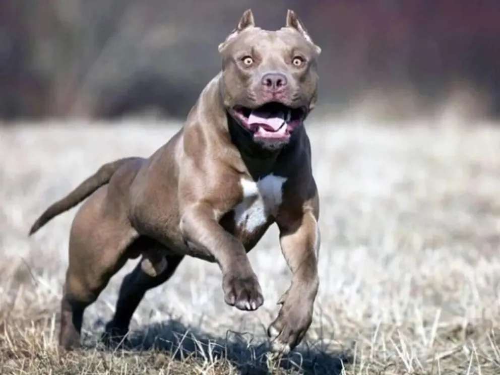Brutal: un hombre asesinó a cuchillazos a un pitbull en Neuquén
