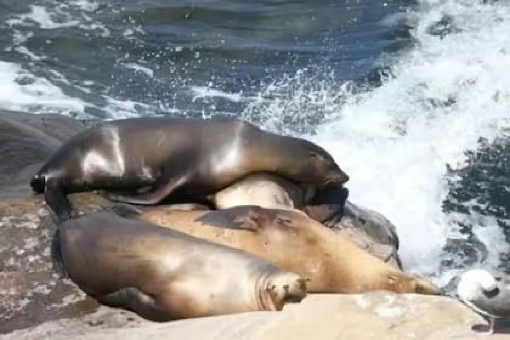 Misteriosa muerte de lobos marinos en Necochea alerta a las autoridades