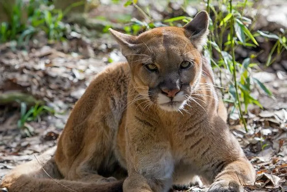 Susto en una escuela: entró un puma y tuvieron que dispararle