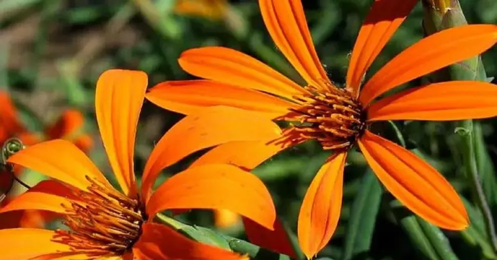 Un día como hoy se declaró a la mutisia como flor provincial de Neuquén