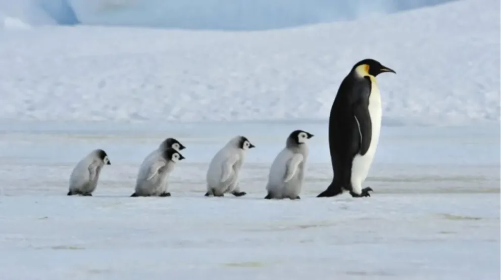 Alarmante mortalidad de pingüinos emperador por derretimiento del hielo antártico