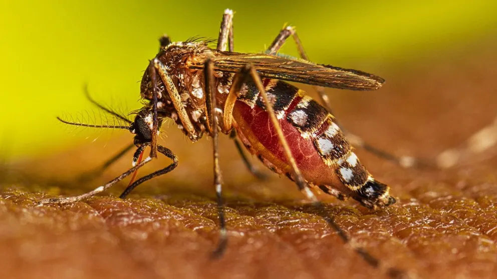 En el día Internacional contra el Dengue, te contamos cómo prevenir su propagación