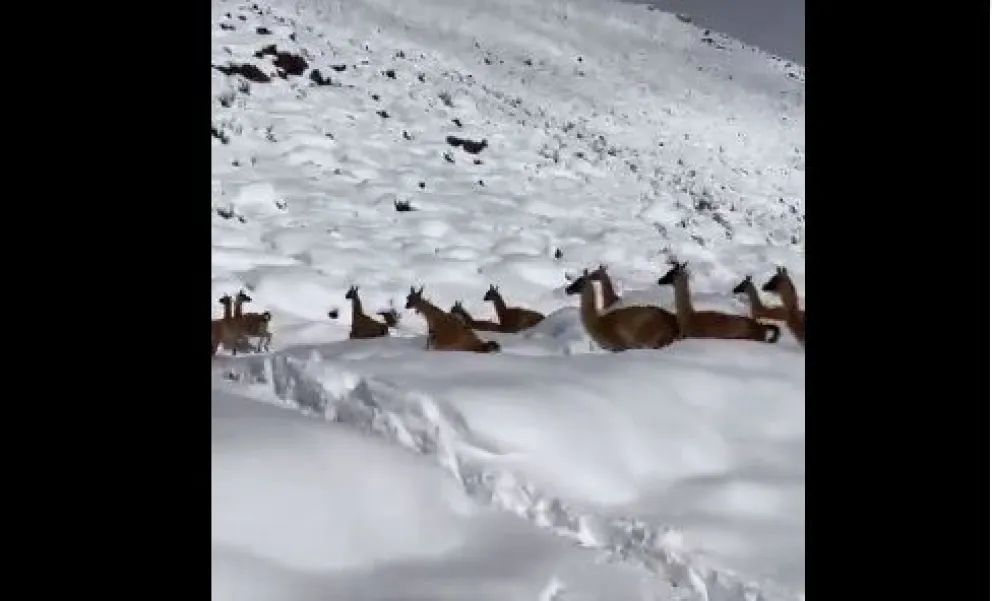 Impactante video muestra a guanacos andando por la nieve