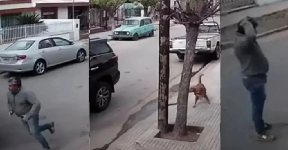 Video: se subió el perro a la camioneta, tocó el cambio y chocó contra la casa del vecino