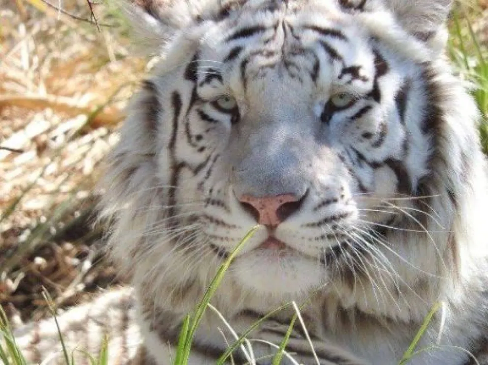 Sin miedo a nada: entraron a robar a la jaula del tigre blanco en Bubalcó