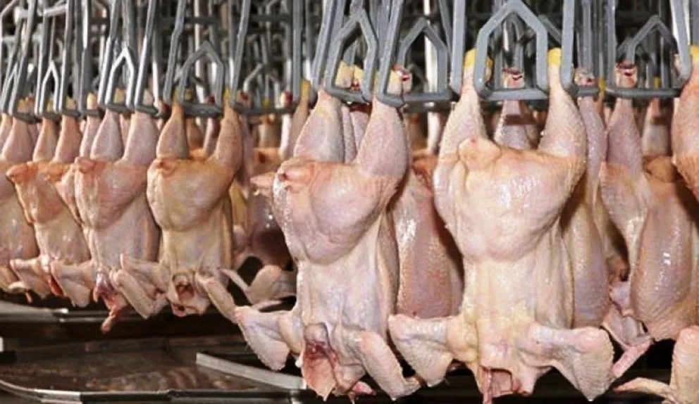 Exportación: Argentina vuelve a enviar carne aviar a la Unión Europea