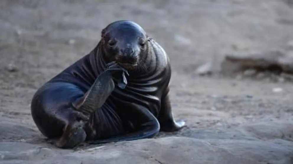 Nuevos casos de influenza aviar en lobos marinos: preocupación en la Patagonia
