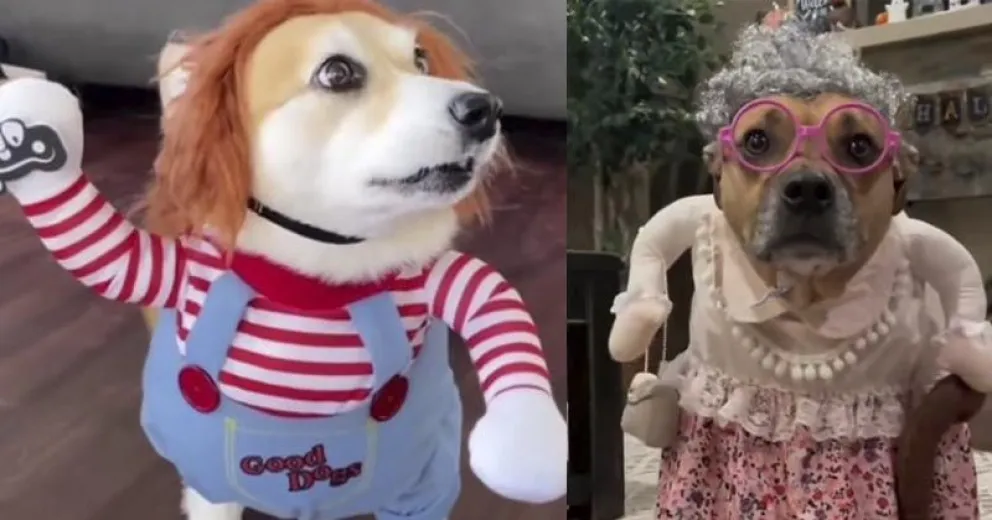 Novedoso desfile canino solidario en El Hoyo