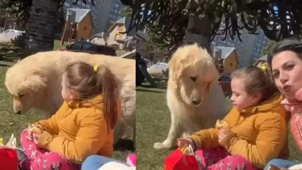 Estaban disfrutando de una comida en el lago hasta que un perro se comió su hamburguesa