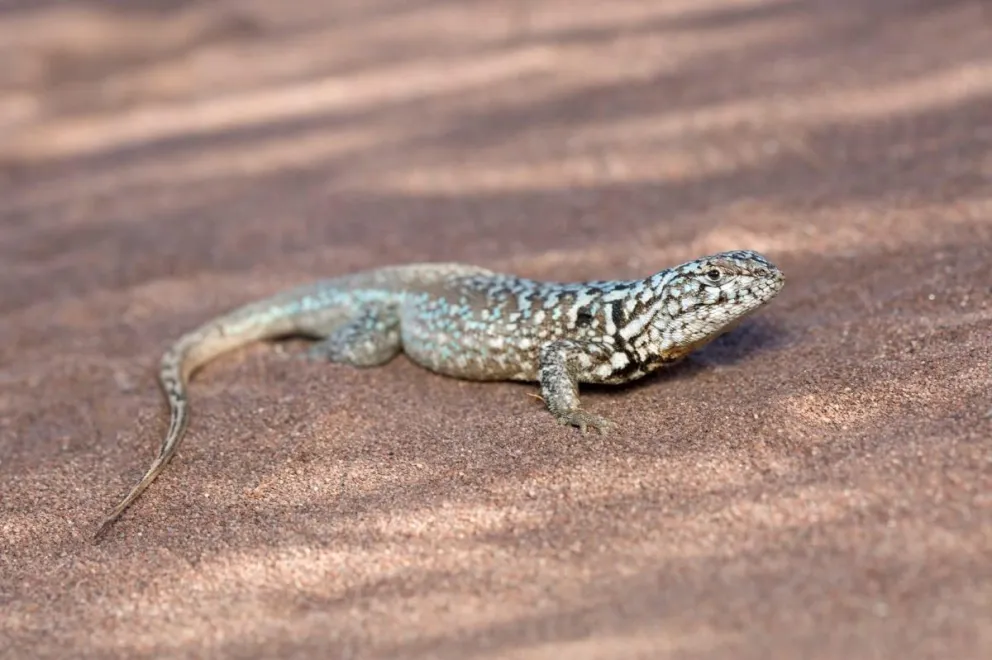 Descubren una especie de lagartija única en el mundo