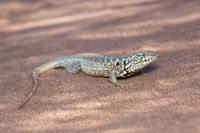 Descubren una especie de lagartija única en el mundo