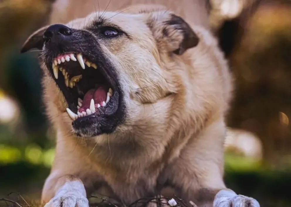 Terrible: fue atacada por sus tres perros y perdió la vida
