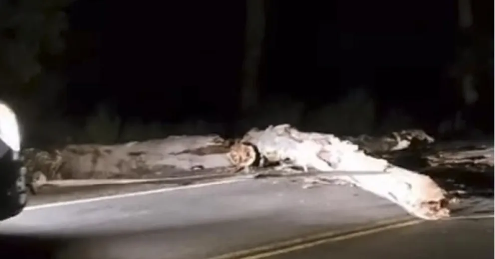 Hermoso gesto de empatía de un chofer en el tramo aeropuerto- Bariloche