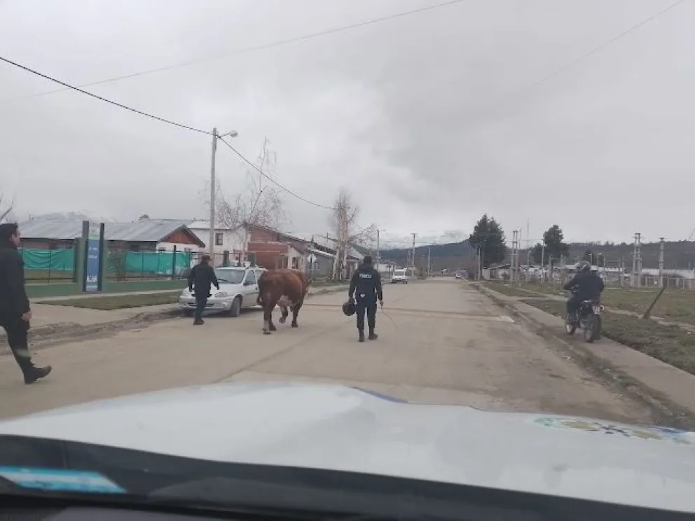 Policía secuestró un toro que circulaba en pleno centro 
