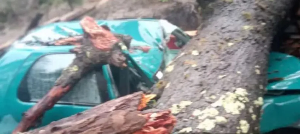 Se desplomó un árbol sobre viviendas de una comunidad mapuche